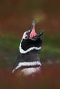 Penguin in the red evening grass, Magellanic penguin. Black and white water bird with open beak. Penguin in the nature habitat. Pe