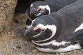 Penguin Reserve at Magdalena island in the Strait of Magellan.