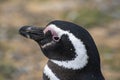 Penguin Reserve at Magdalena island in the Strait of Magellan.