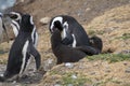 Penguin Reserve at Magdalena island in the Strait of Magellan.