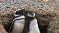 Penguin Reserve at Magdalena island in the Strait of Magellan.