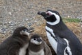 Penguin Reserve at Magdalena island in the Strait of Magellan.