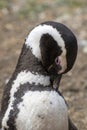 Penguin Reserve at Magdalena island in the Strait of Magellan.