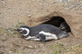 Penguin Reserve at Magdalena island in the Strait of Magellan.