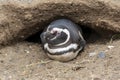 Penguin Reserve at Magdalena island in the Strait of Magellan.