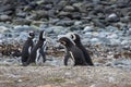 Penguin Reserve at Magdalena island in the Strait of Magellan.