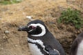 Penguin Reserve at Magdalena island in the Strait of Magellan.