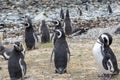 Penguin Reserve at Magdalena island in the Strait of Magellan.