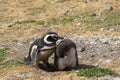 Penguin Reserve at Magdalena island in the Strait of Magellan.