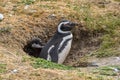 Penguin Reserve at Magdalena island in the Strait of Magellan.