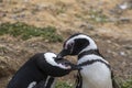 Penguin Reserve at Magdalena island in the Strait of Magellan.