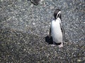 Penguin resting and chequing on the rest of the group