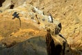 A penguin on the rock in Galapagos islands, Ecuador Royalty Free Stock Photo