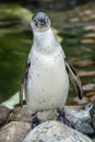 Penguin Royalty Free Stock Photo