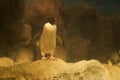 Penguin on a rock Royalty Free Stock Photo
