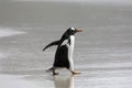 A penguin is running in the shallow surf on the beach in The Neck on Saunders Island, Falkland Islands