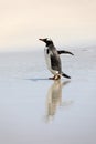 A penguin is running on the wet beach in The Neck on Saunders Island, Falkland Islands Royalty Free Stock Photo