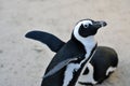Penguin`s greatings from Simons Town