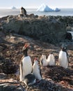 Penguin's singing lessions Royalty Free Stock Photo