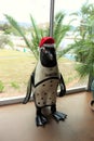 Penguin with Santa Hat Royalty Free Stock Photo