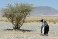 penguin in the shade of a lone desert tree