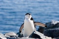 Penguin sideways Royalty Free Stock Photo