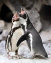 Penguin singing duet Royalty Free Stock Photo