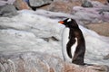 Penguin sitting on a rock