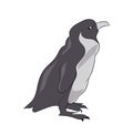 Penguin sketch color, vector