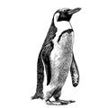 Penguin sketch hand drawn in doodle style Vector illustration