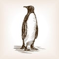 Penguin sketch vector illustration