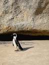 Penguin Royalty Free Stock Photo