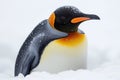 penguin in the snow Royalty Free Stock Photo