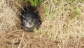 Penguin, Sphenisciformes Spheniscidae, hidden in the ground at Nobbies centre in Australia