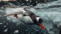 Penguin Splashing in Water on Rainy Day