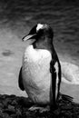 Penguin standing