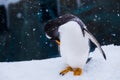 Penguin in a Zoo standing in snow scratching himself with his be