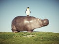 Penguin standing on baby hippopotamus. Friendship and social events concept