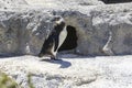 Penguin standing just outside its burrow watching the scenery