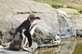 Penguin standing by pond