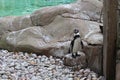 Penguin Standing on a Rock and Looking Straight