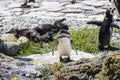 Penguin standing on the rocks enjoying the afternoon sun Royalty Free Stock Photo