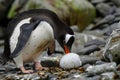 Penguin is standing on rocks, holding an egg in its beak