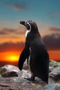 Penguin standing on the rocks