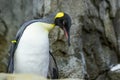 Penguin standing on rocks in natural habitat