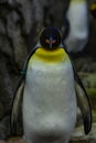 Penguin standing on rocks in natural habitat