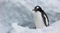 Penguin Standing in Snow Near Water