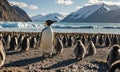 A penguin stands in front of a group of penguins on a beach.