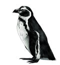 Penguin stands in full height sideways in profile Royalty Free Stock Photo