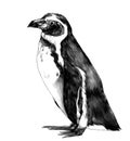 Penguin stands in full height sideways in profile Royalty Free Stock Photo